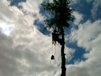 Tree Surgeon